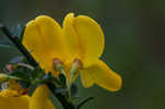 Scotch broom